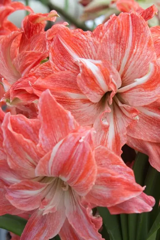 Hvězdník - Amaryllis Lady Jane Hvězdník - Amaryllis Lady Jane