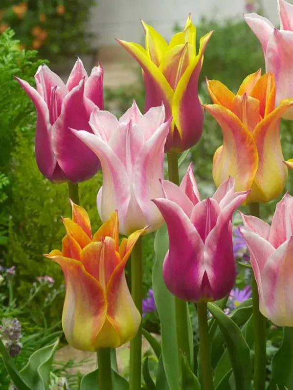 Tulipán liliokvětý - směs barev Tulipán liliokvětý - směs barev