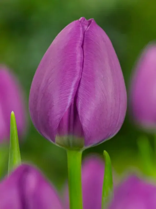 Tulipán Negrita Tulipán Negrita