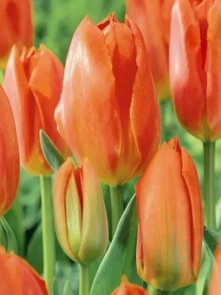 Tulipán Orange brilliant Tulipán Orange brilliant