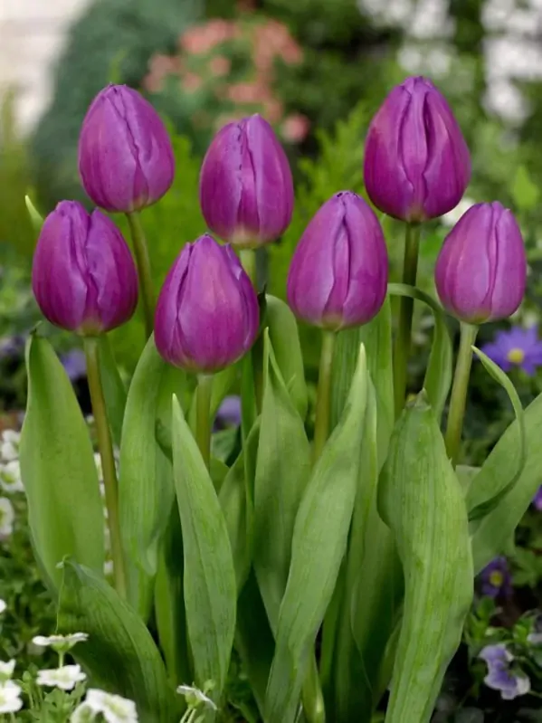 Tulipán Purple flag Tulipán Purple flag