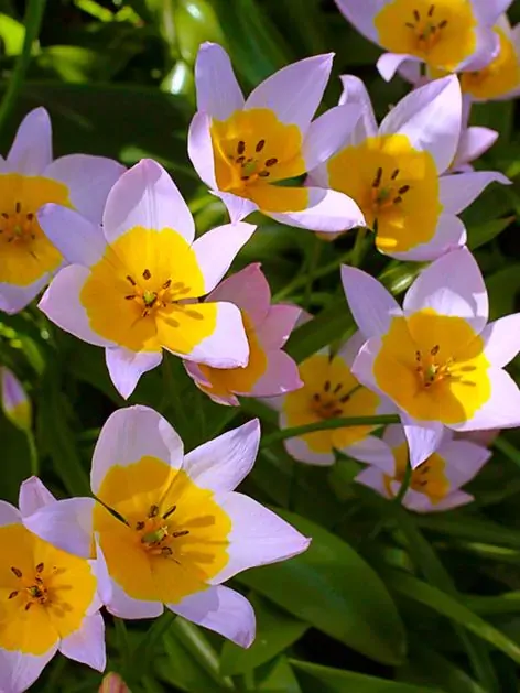 Tulipán Saxatilis Tulipán Saxatilis