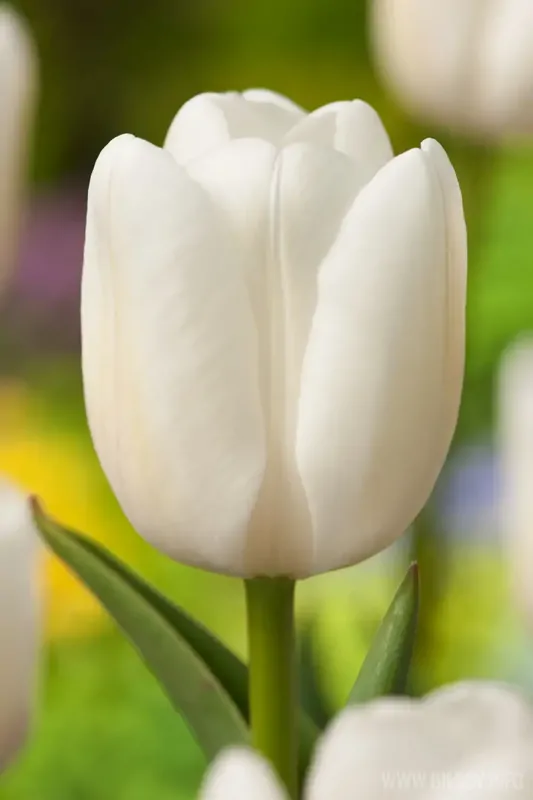 Tulipán White flag Tulipán White flag