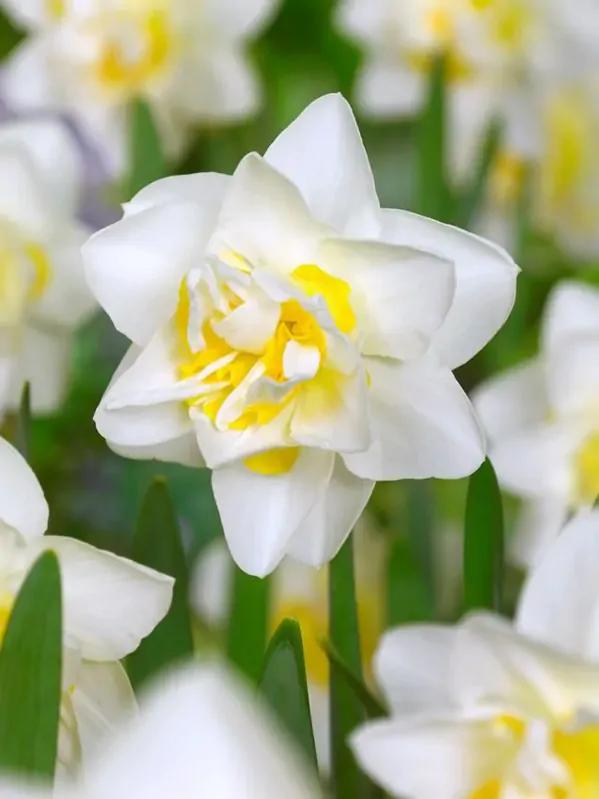 Narcis White lion Narcis White lion
