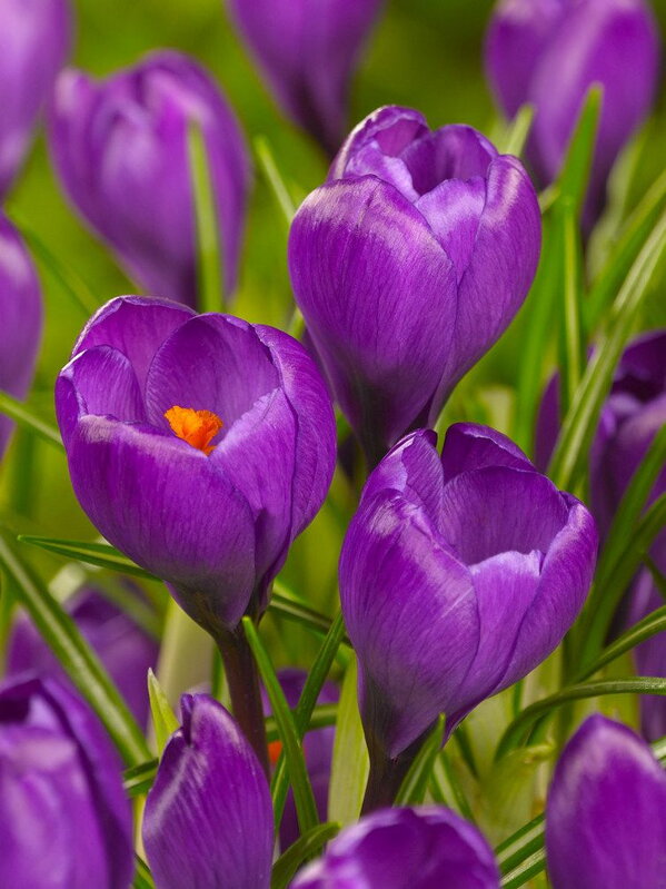 Krokus Flower record (velkokvětý)