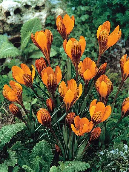 Krokus Orange monarch (botanický)