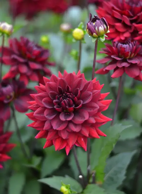 Jiřina Arabian night