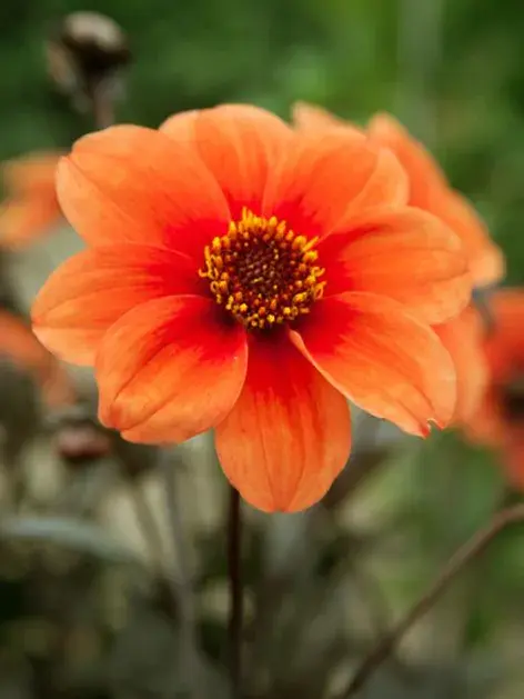 Jiřina Catherine Deneuve