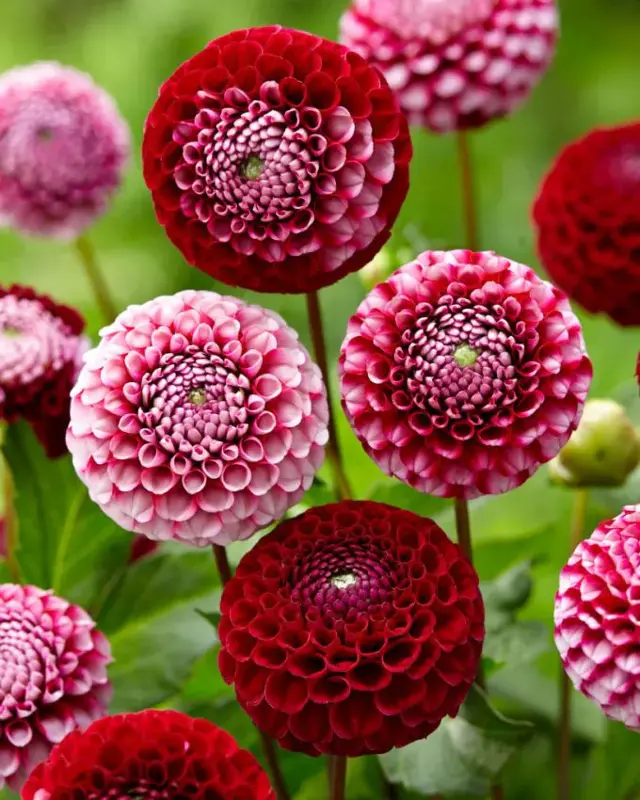 Jiřina Chick a dee us