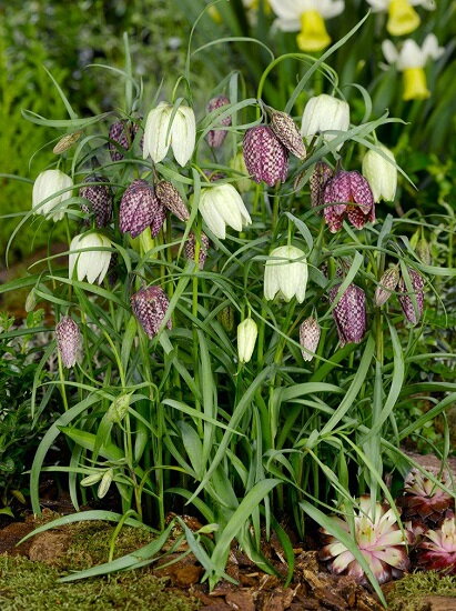 Řebčík kostkovaný- směs barev -  Fritillaria Meleagris