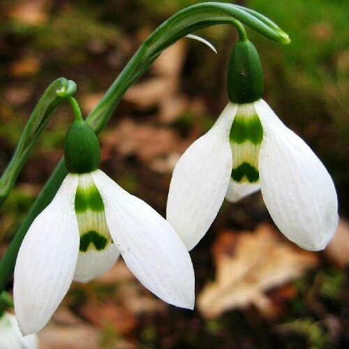 Sněženka elwesova - Galanthus Elwesii