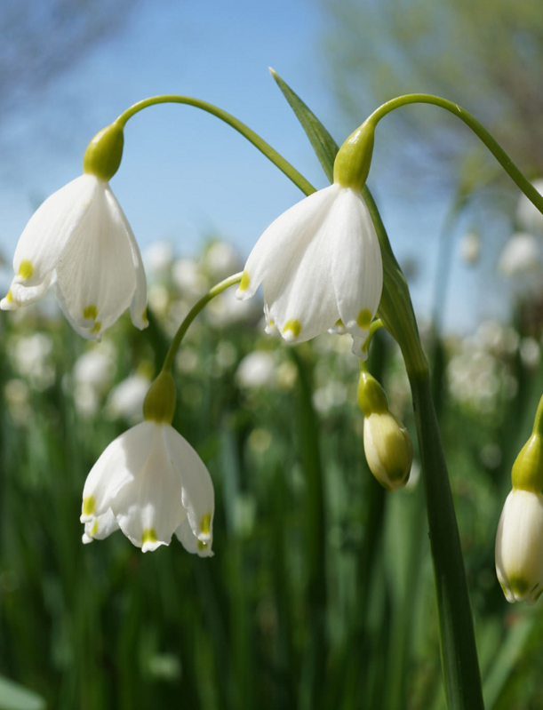 Bledule letní "Gravetye Giant" - Leucojum aestivum