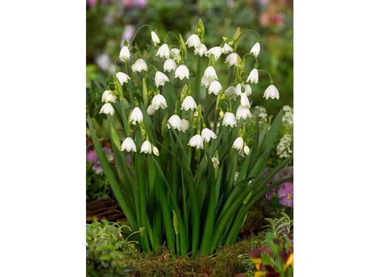 Bledule letní - Leucojum aestivum