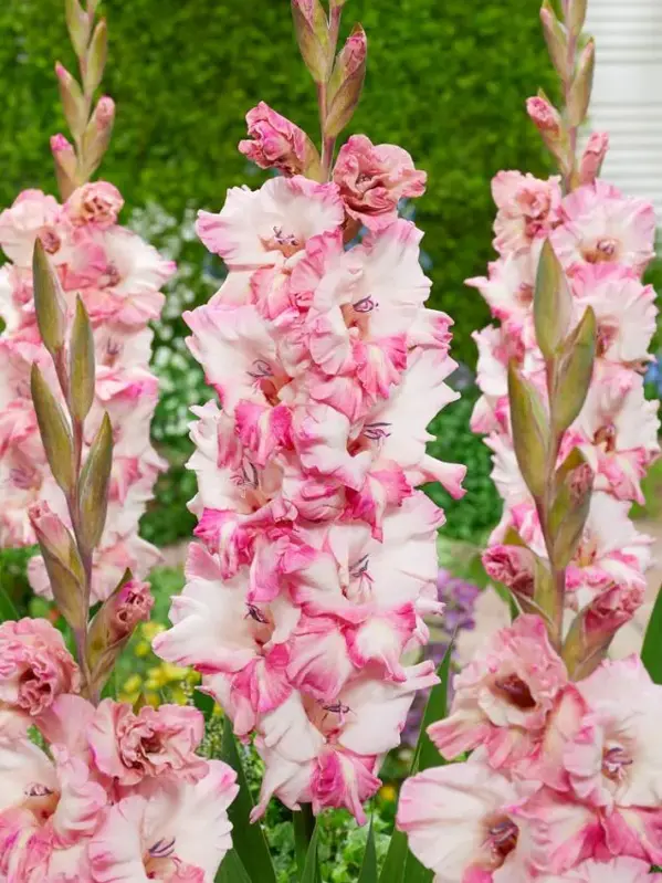 Mečík Cherry candy