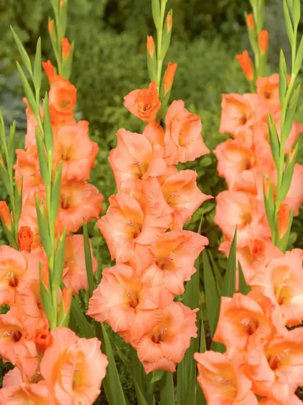 Mečík Georgia peach