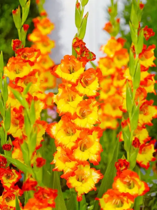 Mečík Princess margareth rose