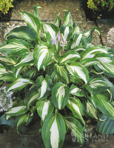 Hosta Mediovariegata undulata