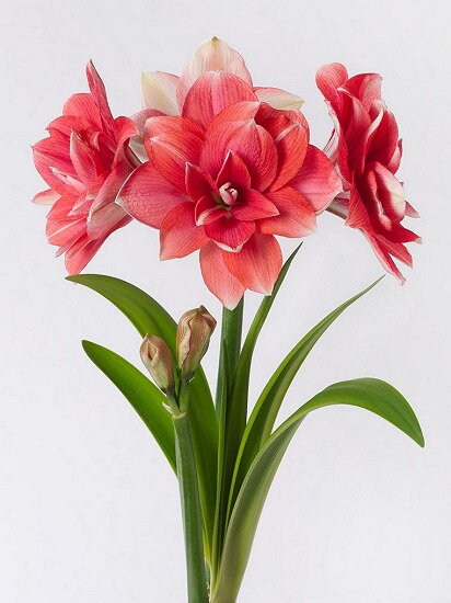 Hvězdník - Amaryllis Double Dream