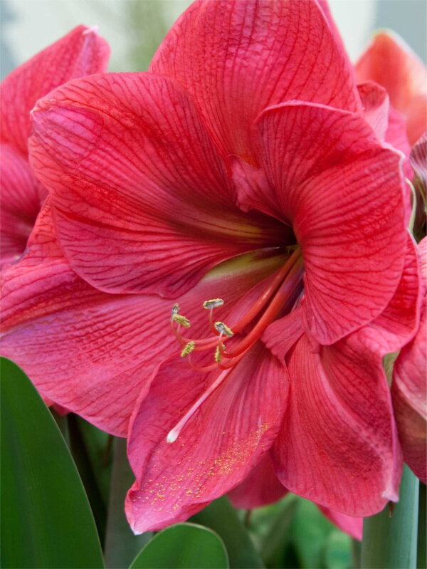 Hvězdník - Amaryllis Hercules