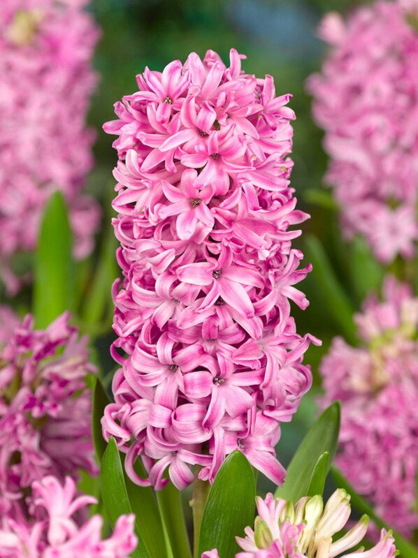 Hyacint Pink pearl