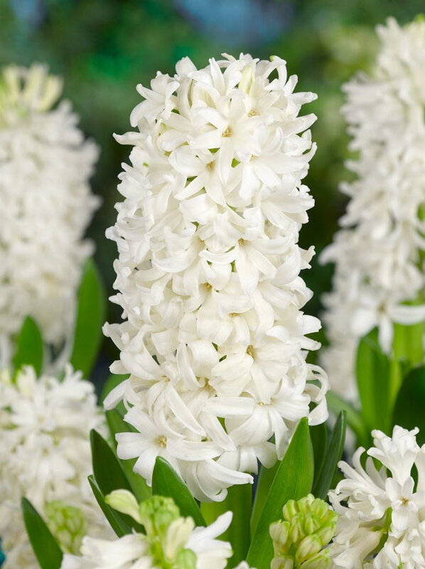 Hyacint White pearl