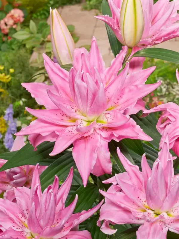 Lilie Roselily jasmina