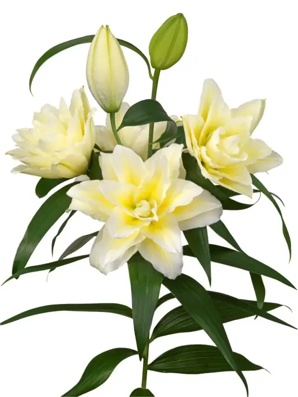 Lilie Roselily ludwina