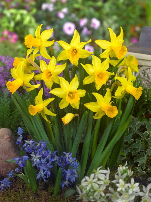 Narcis February gold