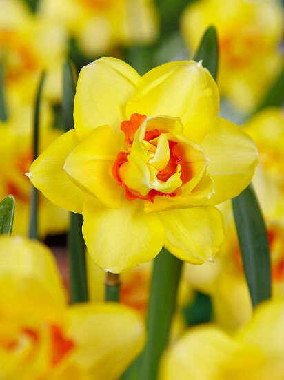 Narcis - Tahiti Narcis - Tahiti