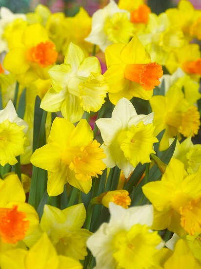 Narcis - Směs velkokvětých narcisů