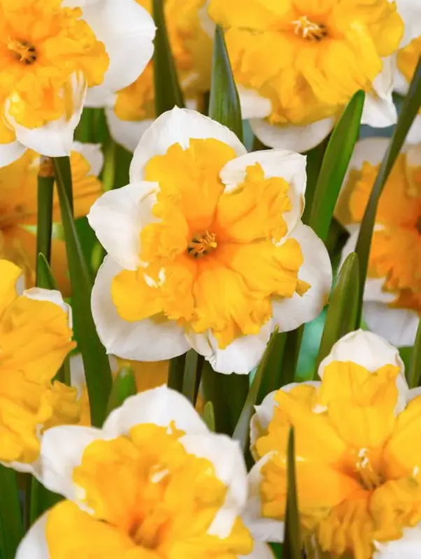 Narcis Orangery