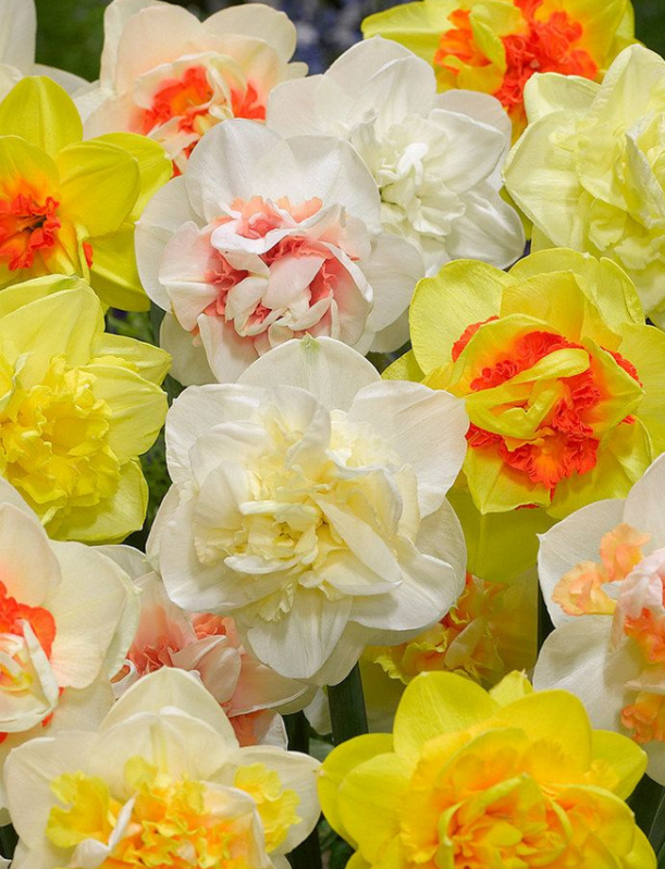 Narcis - Směs plnokvětých narcisů