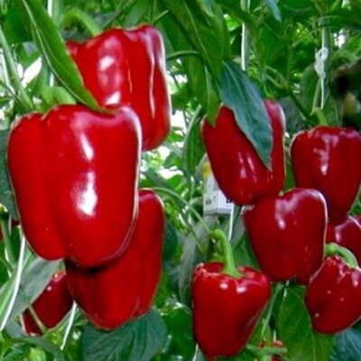 Bio paprika Quadrato d’Asti rosso