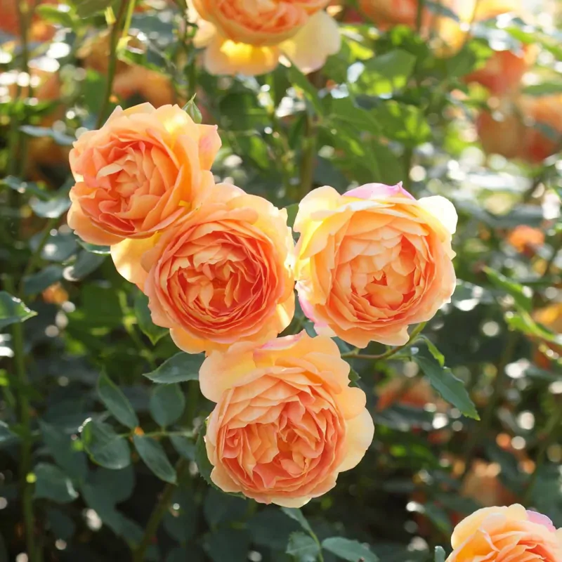 Anglická růže Lady of Shalott™ Anglická růže Lady of Shalott™