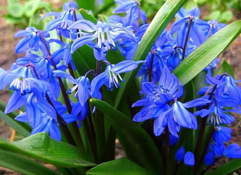 Ladoňka sibiřská - Scilla Siberica Ladoňka sibiřská - Scilla Siberica
