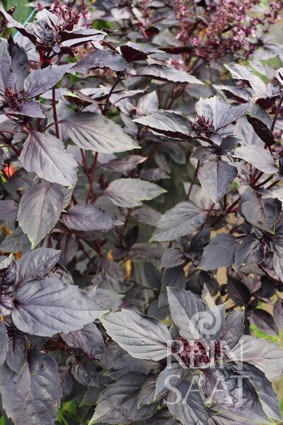 Bio bazalka Rosso