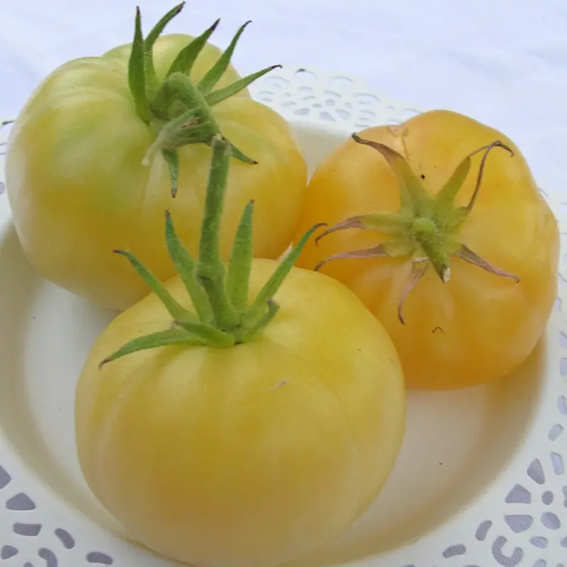 Bio rajče Mirabelle Blanche