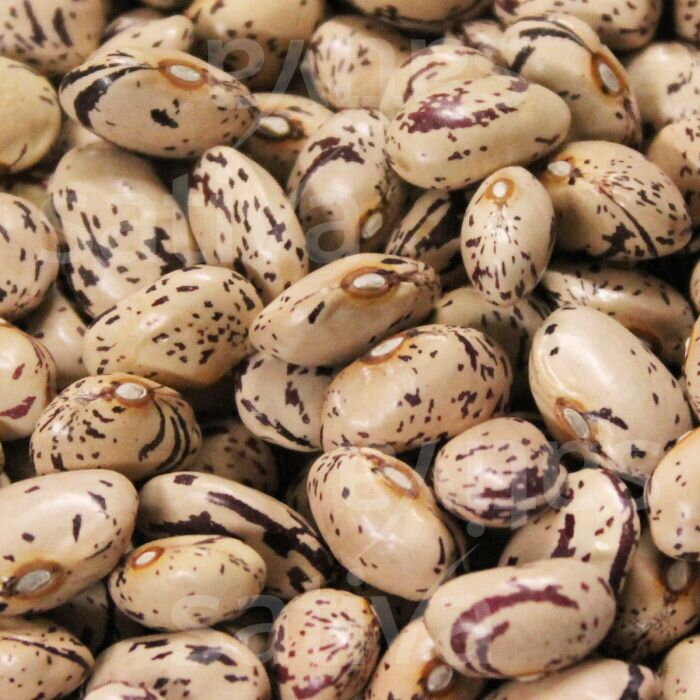 Bio fazol obecný, pnoucí  BORLOTTO LAMON
