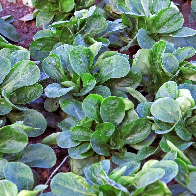Bio polníček Dark Green Full Hear