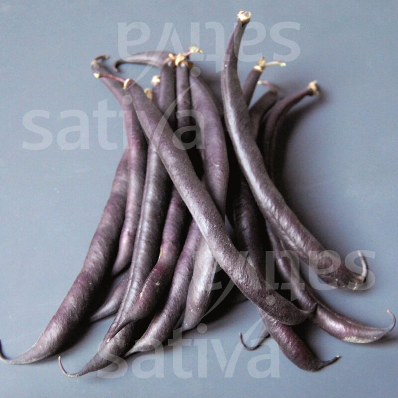 Bio fazol obecný, keříčkový PURPLE QUEEN Bio fazol obecný, keříčkový PURPLE QUEEN