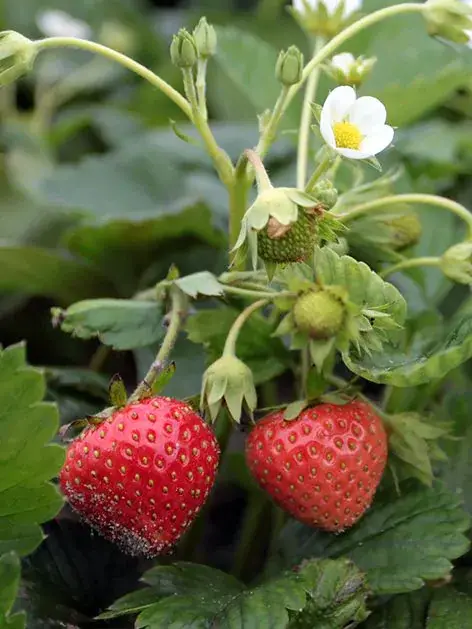 Jahodník Mara des Bois