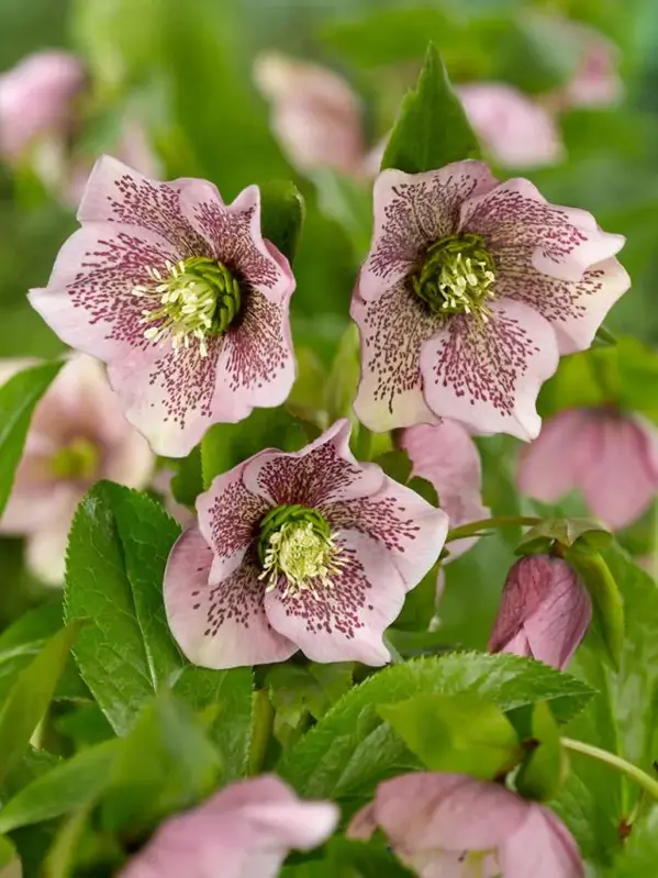 Čemeřice východní (Helleborus orientalis)