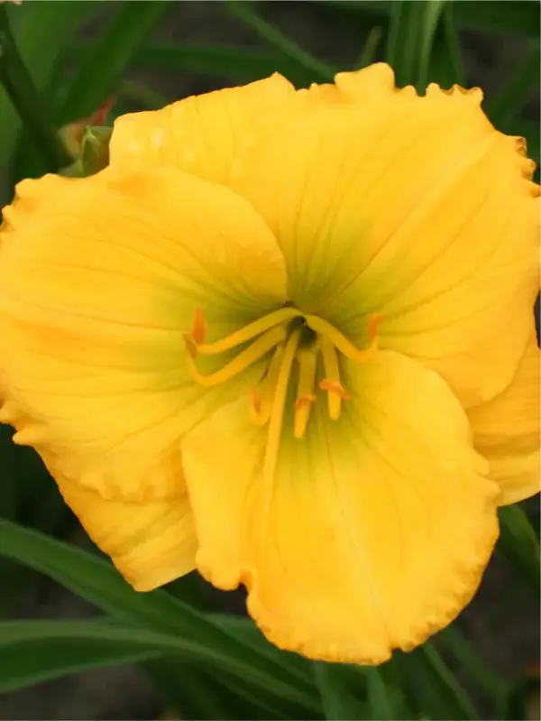 Denivka Forty carats