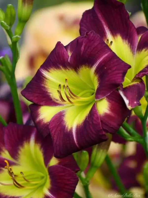 Denivka night beacon