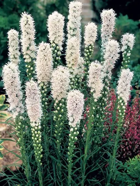 Šuškarda Floristan Alba