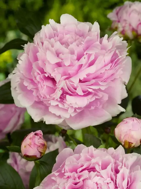 Pivoňka Sarah Bernhardt