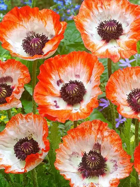 Mák východní Pinnacle 