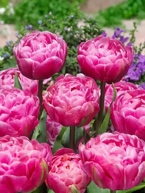 Tulipán Amazing Grace