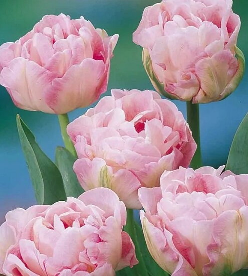 Tulipán Angelique Tulipán Angelique