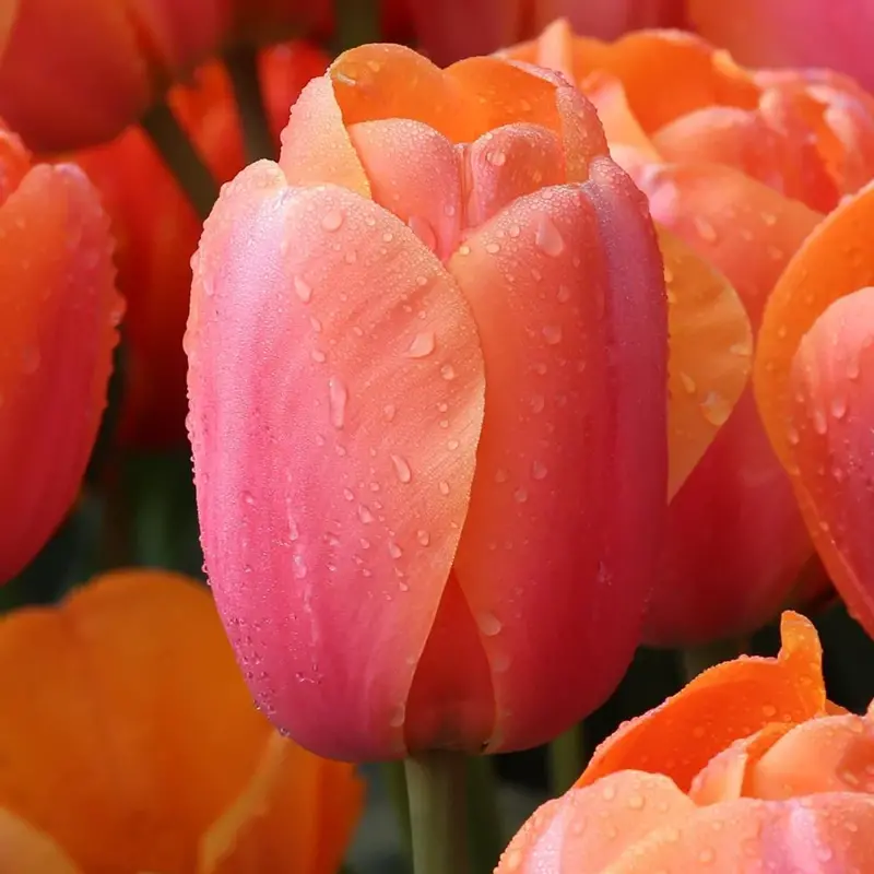 Tulipán Apricot Impression 